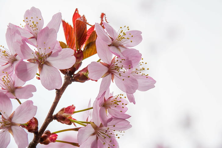 macro photography of Cherry Blossom, Pink blossom, Explore, Malmö, HD wallpaper