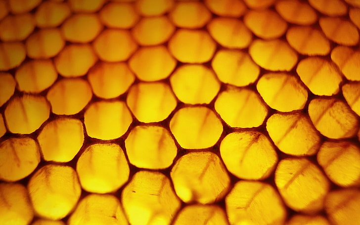 yellow and red floral textile, nature, honeycombs, macro, backgrounds