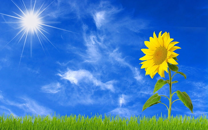 Hd Wallpaper Sunflower Images For Backgrounds Desktop Plant Sky