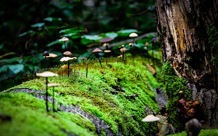 Mushrooms In Moss Fungi HD wallpaper  Pxfuel