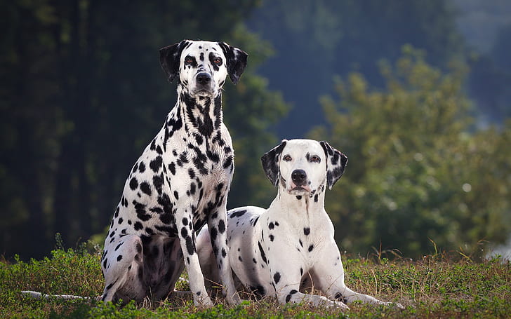 Two dalmatian dog