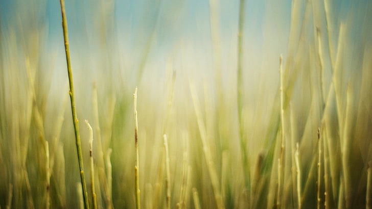 grass, field, HD wallpaper