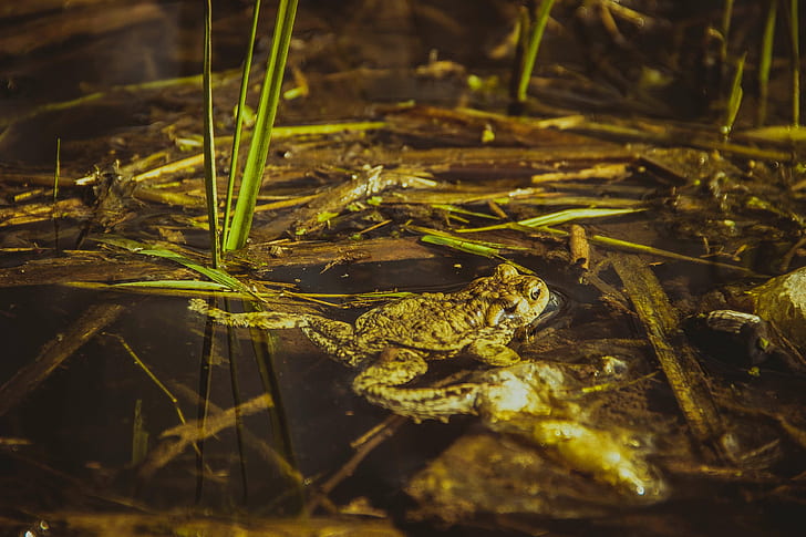 amphibian, animal, frog, grass, nature, water, plant, no people