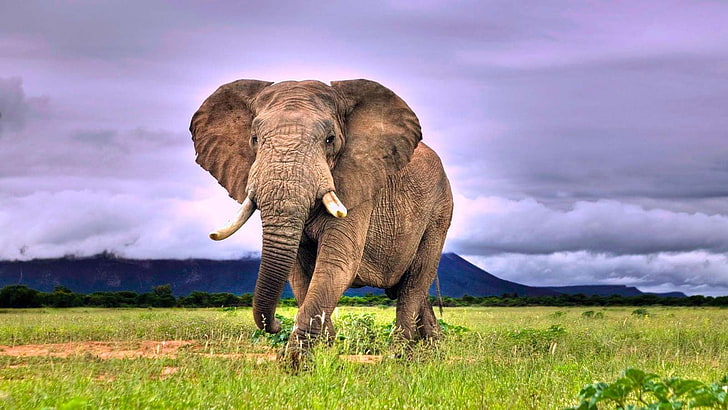 gray elephant, animal themes, mammal, animal wildlife, cloud - sky, HD wallpaper