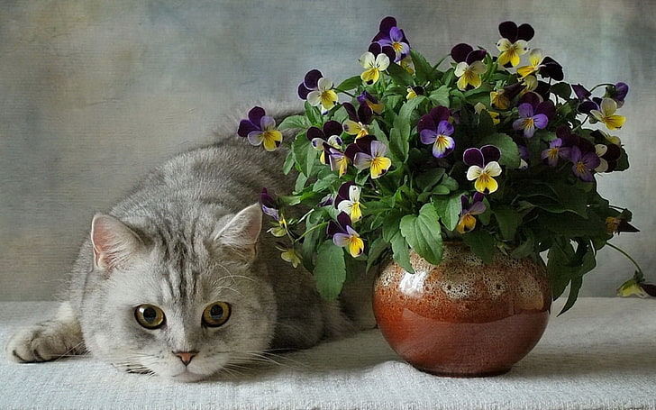 purple-and-yellow pansy flowers centerpiece and gray cat, cats