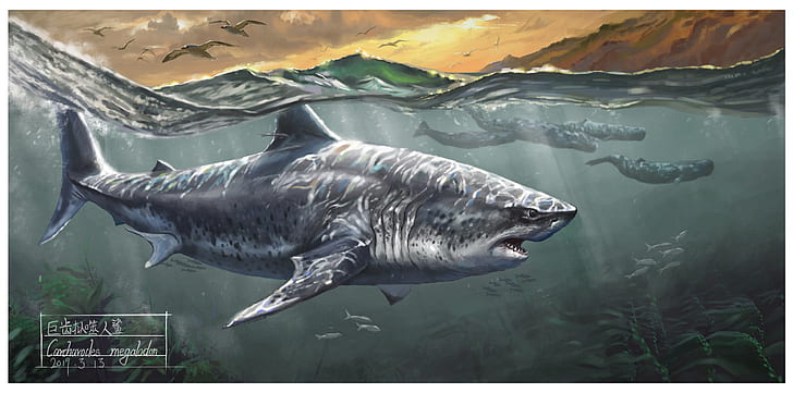 Shark, Whales, Megalodon, HD wallpaper