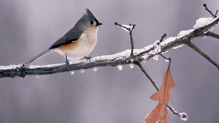 animals, bird, birds, Branches, Frozen, Icy, Michigan, Titmouse