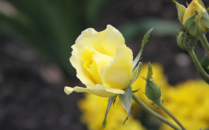 yellow rose, flowers, yellow flowers, plants, flowering plant