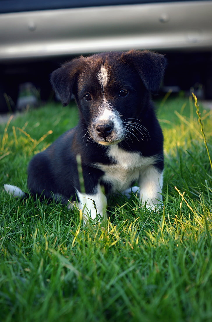 short-coated black and white puppy, dog, Collie, one animal, mammal