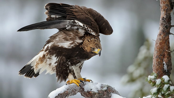 animals, eagle, snow, birds, HD wallpaper