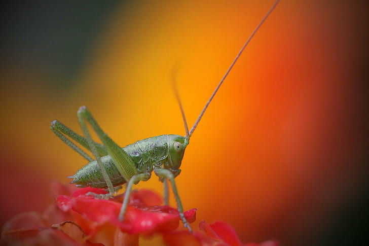 selective focus photography of green grasshopper on red petaled flower, tiny, tiny