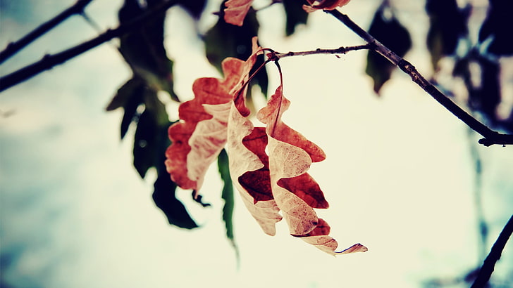 brown leaves, brown leaves selective focus photograph, fall, depth of field, HD wallpaper