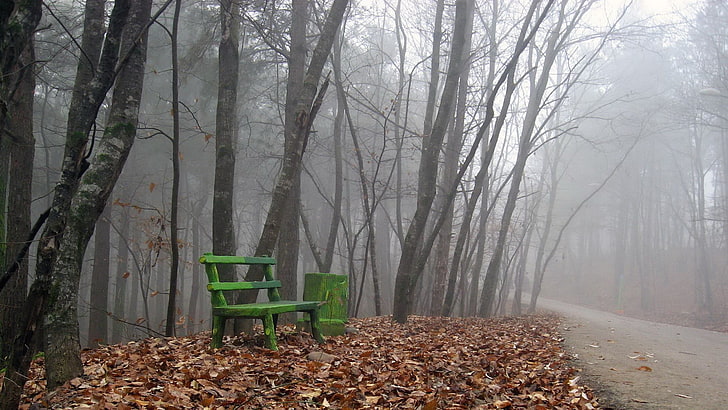 green wooden bench, nature, forest, mist, trees, path, leaves, HD wallpaper