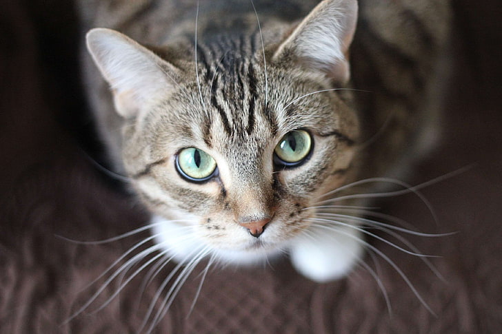HD wallpaper: adorable, animal, cat, green eyes, kitty, tabby, whiskers,  mammal | Wallpaper Flare