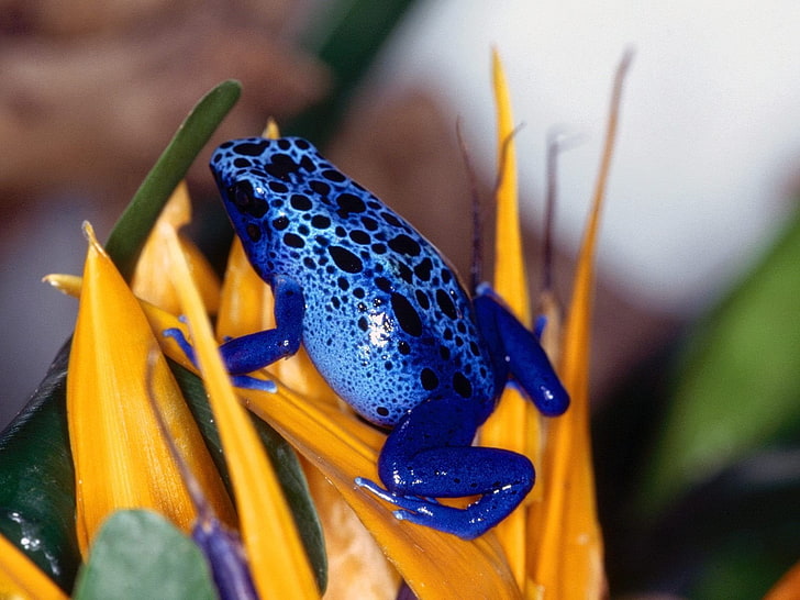 Frogs, Poison dart frog, Blue Poison Dart Frog, HD wallpaper
