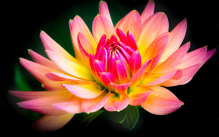 Flower Yellow And Pink Dahlia photos with black background for desktop mobile phones and laptop 3840×2400
