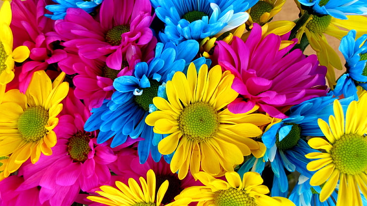 multicolor, colorful, flower, bloom, petal, daisy, flora, floristry