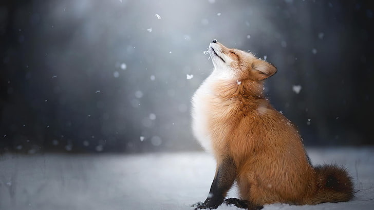 red fox, landscape, animals, mammal, one animal, animal themes