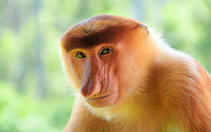 Proboscis monkey close-up, HD wallpaper