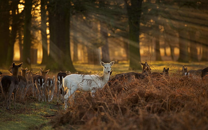 Sunlight, deer, forest, HD wallpaper