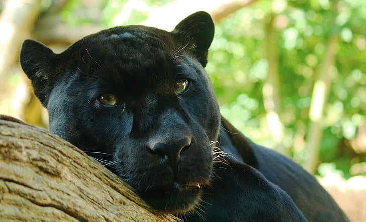 HD wallpaper: look, tree, predator, Panther, lies, Jaguar, watching,  Panthera onca | Wallpaper Flare