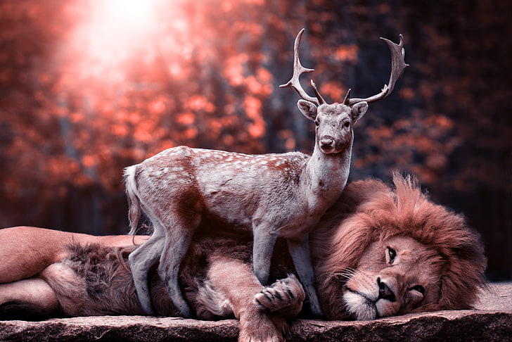 brown deer and lion, wildlife, animals, mammal, nature, animals In The Wild, HD wallpaper