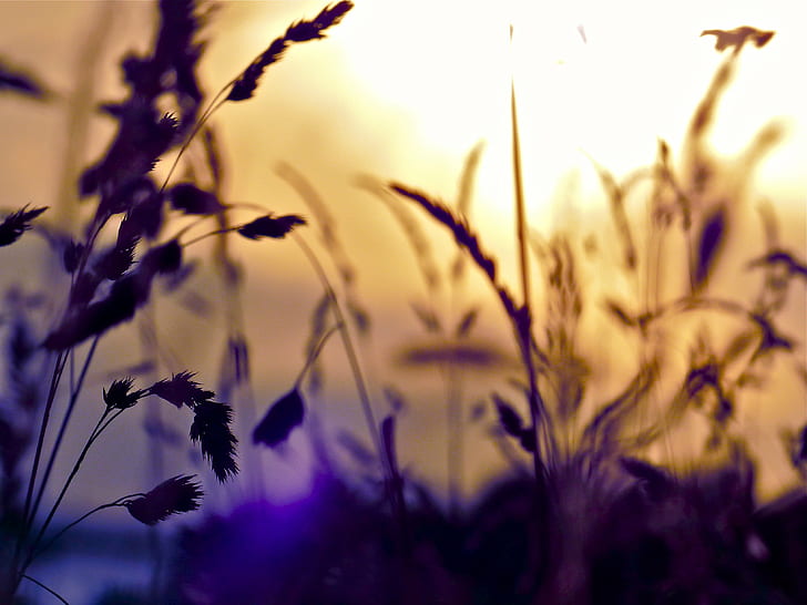 tilt lens photography, Meadow, Wiese, grass, evening  light, Licht, HD wallpaper