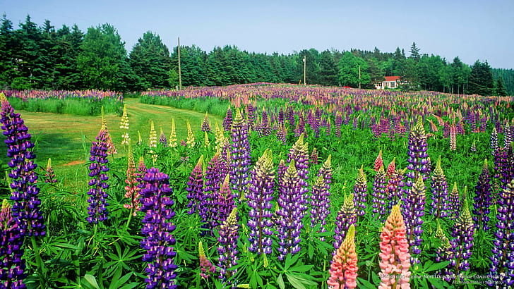 Blossoming Lupine, North Granville, Prince Edward Island, Flowers/Gardens, HD wallpaper