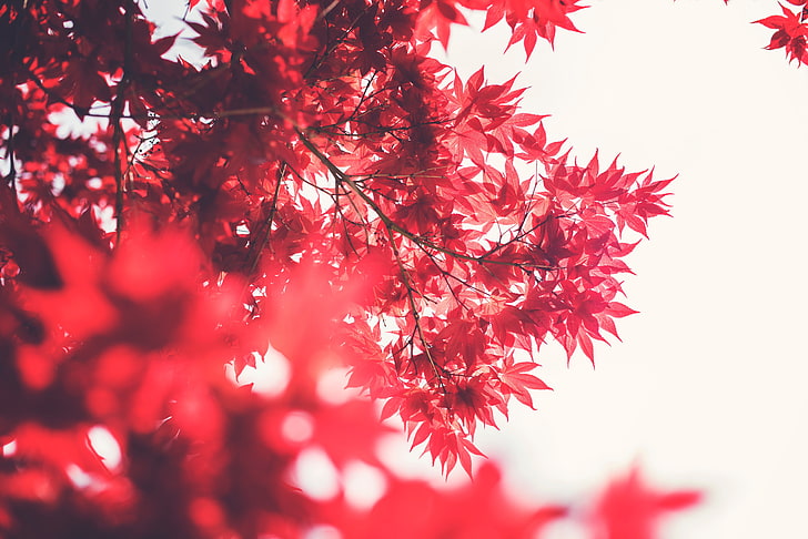 red leaves, Maple Tree, depth of field, sky, blurred, plant, autumn, HD wallpaper