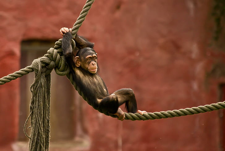 *** Funny Monkey ***, rope, animals