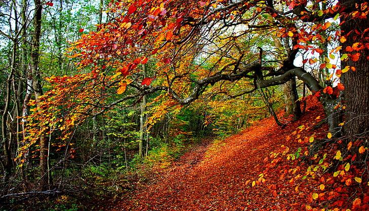 Park, trees, leaves, red leaf tree, road, forest, colorful, fall, HD wallpaper
