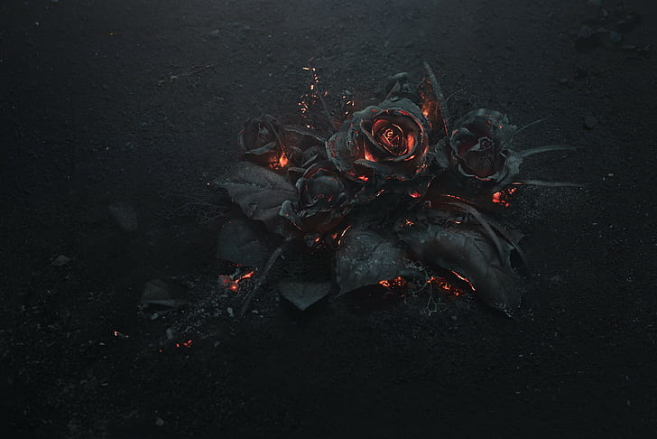 rose, flowers, hd, 4k, 5k, fire, dark, burning, heat - temperature, HD wallpaper