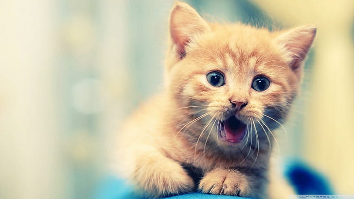 Cute Kitty For Luna (cehenot), orange tabby kitten, animal, animals, HD wallpaper