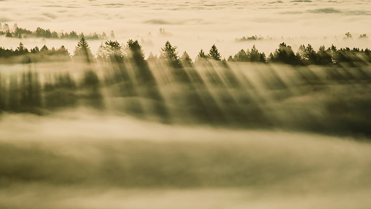 nature, trees, forest, clouds, mist, sun rays, pine trees, landscape