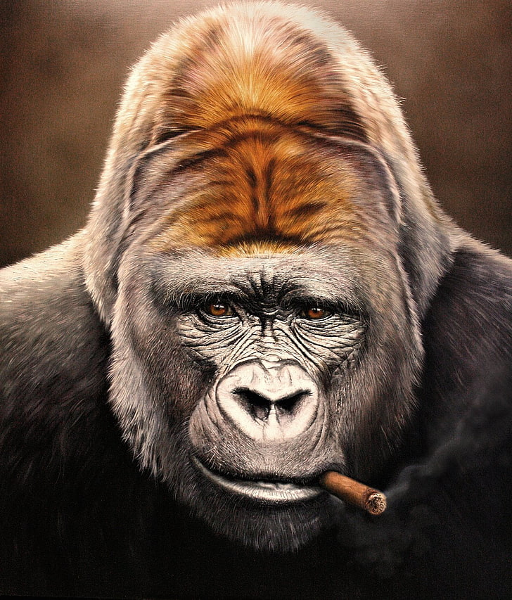8 Best Gorilla wallpaper ideas  monkey art gorillas art gorilla wallpaper