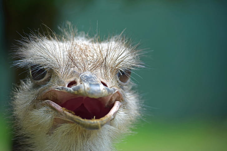 close up photography of brown Ostrich head, Lashes, LVZ, animal, HD wallpaper