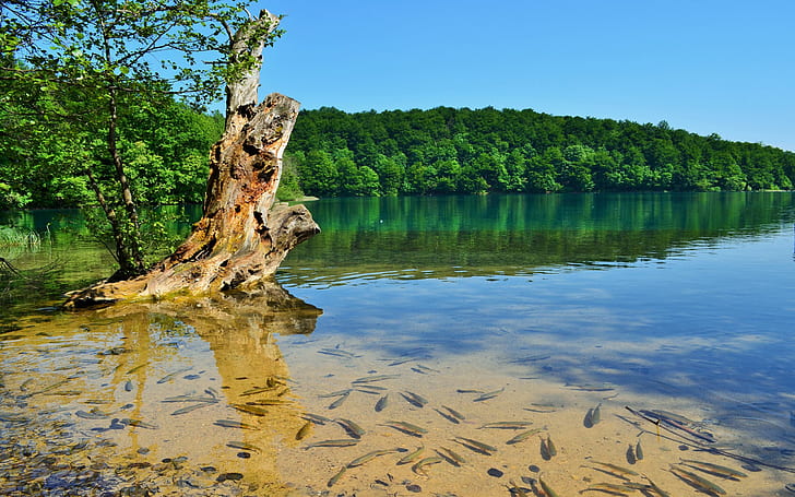 Croatia Spring In Plitvice Plitvice Lakes Clear Water Green Forest Blue Sky Paradise Beauty Desktop Hd Wallpaper 2560×1600