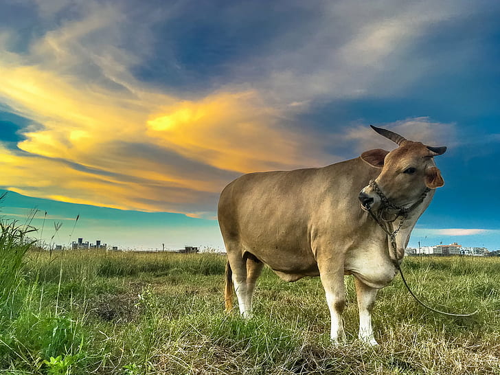 brown cattle on green grass during daytime, magong, magong, IMG, HD wallpaper