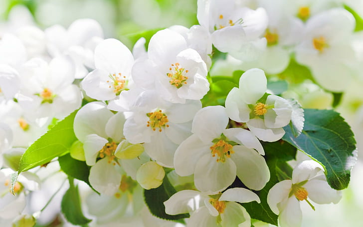 Cherry Blossoms Flowers White Petals Leaves Branches Trees Spring HD Widescreen, HD wallpaper