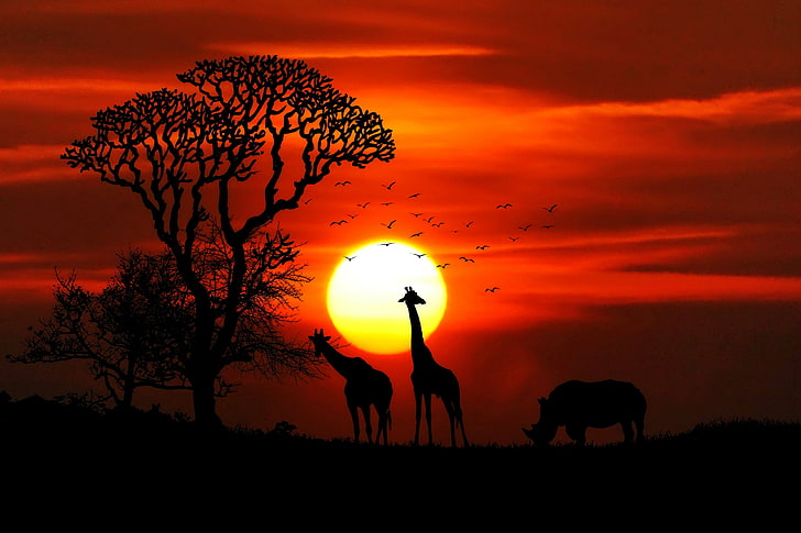 Sunset, Rhinoceros, Giraffe, Silhouette, HD wallpaper