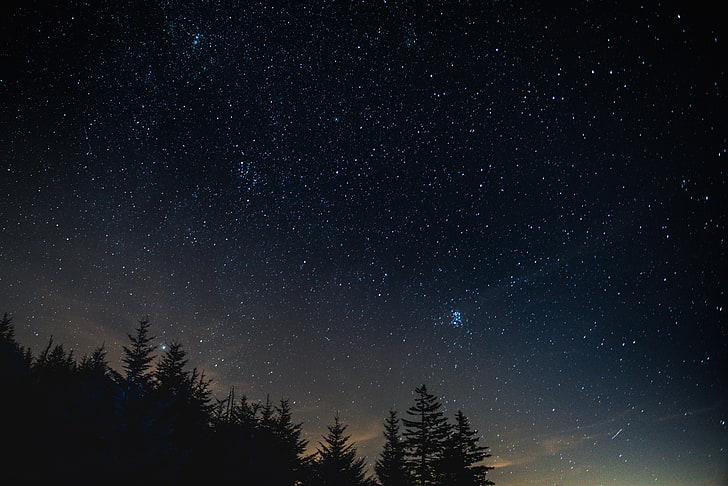 silhouette of pine trees, forest, starry night, nature, star - Space