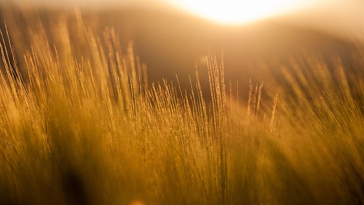 brown glass selective focus photography, nature, filter, field, HD wallpaper