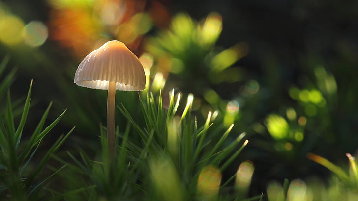 Mushroom Fungus Macro HD, white mushroom, nature, HD wallpaper