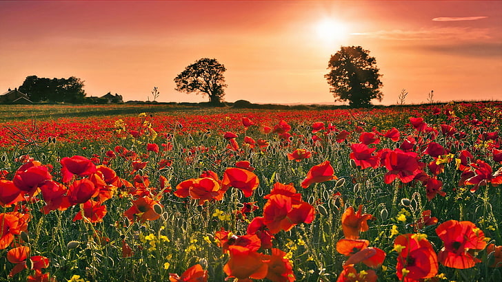 red poppy flower field during sunset, nature, puppies, landscape, HD wallpaper