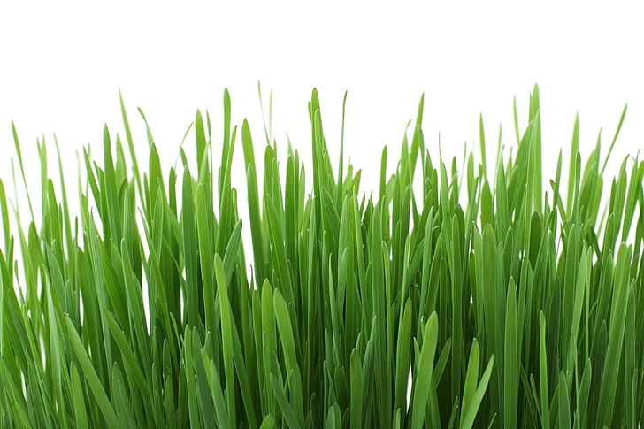 closeup, plants, grass, green, leaves, nature, texture, green color, HD wallpaper