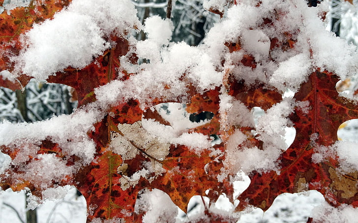 maple leaf with snow, winter, leaves, trees, photography, nature, HD wallpaper
