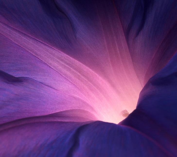 purple digital wallpaper, flowers, beauty in nature, backgrounds