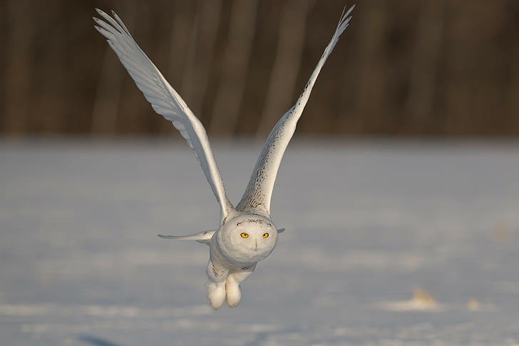 Snowy owl, flight, wings, flapping