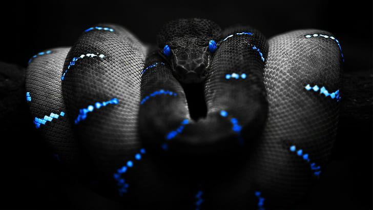 snake, blue, black, selective coloring, Boa constrictor, digital art