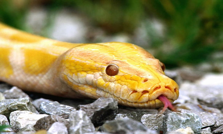 Albino Burmese Python, albino burmese python, Animals, Snake, HD wallpaper